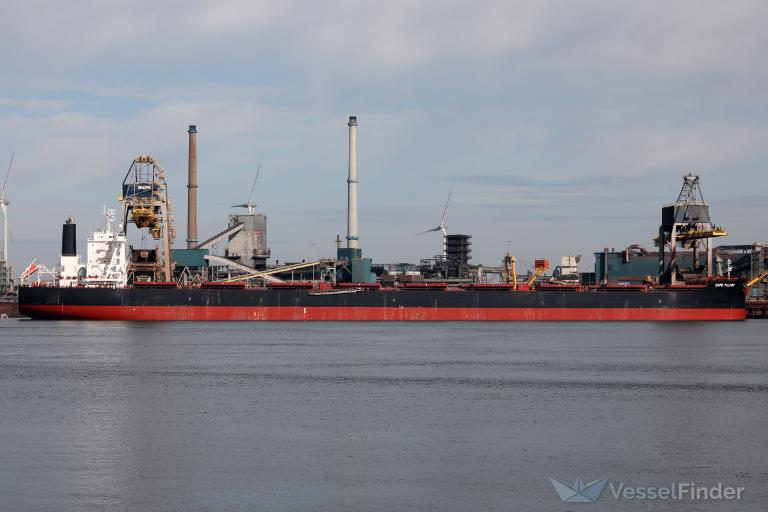 CAPE FALCON