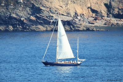 SPEEDWELL OF CREMYLL